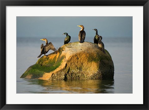 Framed Double-crested cormorant bird, British Columbia Print