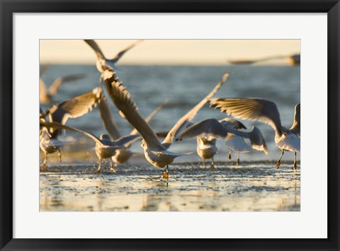 Framed Mew gulls, Stanley Park, British Columbia Print