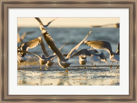 Framed Mew gulls, Stanley Park, British Columbia Print