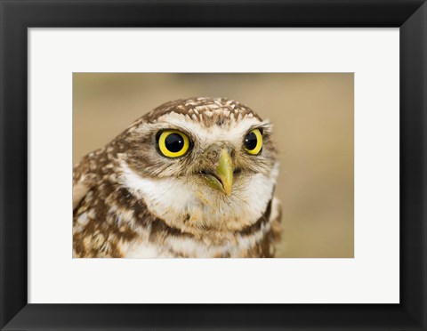 Framed Burrowing owl, Nicola Valley, British Columbia Print