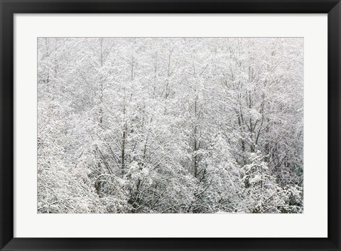 Framed Snow-covered trees, Stanley Park, British Columbia Print