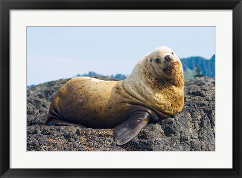 Framed Steller sea lion, Haida Gwaii, British Columbia Print