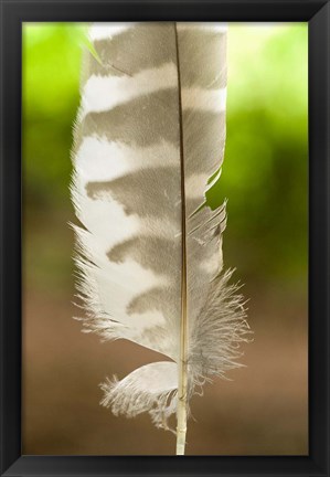 Framed Barred owl feather, Stanley Park, British Columbia Print