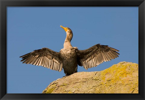 Framed Double-crested cormorant bird, British Columbia Print