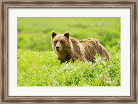 Framed Grizzly bear, Sacred Headwaters, British Columbia Print