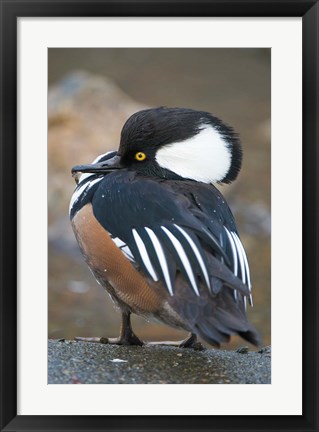 Framed Hooded merganser bird, Stanley Park, British Columbia Print