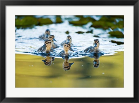 Framed Mallard ducklings, Stanley Park, British Columbia Print