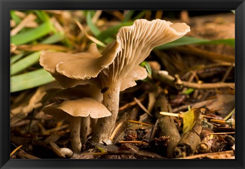 Framed Mushroom, Fungi, Stanley Park, British Columbia Print