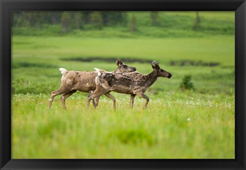 Framed Osborne caribou wildlife, British Columbia Print