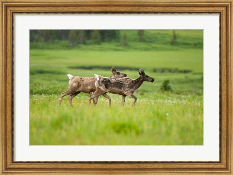 Framed Osborne caribou wildlife, British Columbia Print