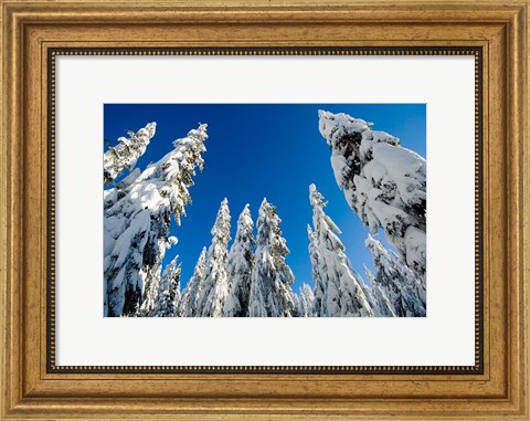 Framed Snow-laden forest, Seymour Mountain, British Columbia Print