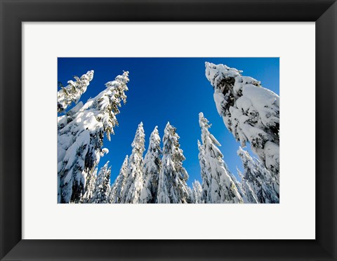 Framed Snow-laden forest, Seymour Mountain, British Columbia Print