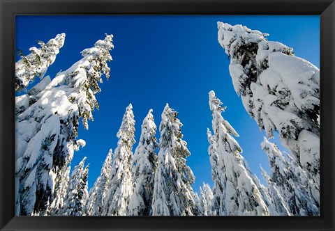 Framed Snow-laden forest, Seymour Mountain, British Columbia Print