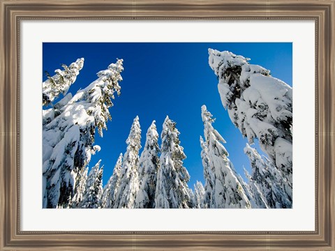 Framed Snow-laden forest, Seymour Mountain, British Columbia Print