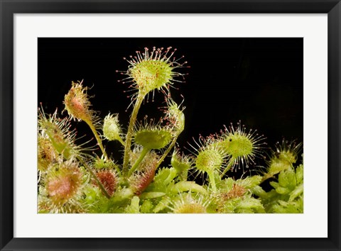 Framed Sundew plant, Stanley Park, British Columbia Print