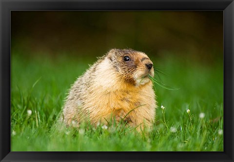 Framed Yellow-bellied marmot, Stanley Park, British Columbia Print