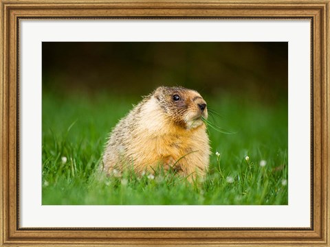 Framed Yellow-bellied marmot, Stanley Park, British Columbia Print