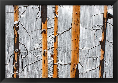 Framed Forest fire, Winter, Kootenay NP, British Columbia Print