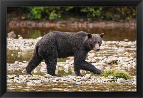 Framed Grizzly bear fishing for salmon in Great Bear Rainforest, Canada Print