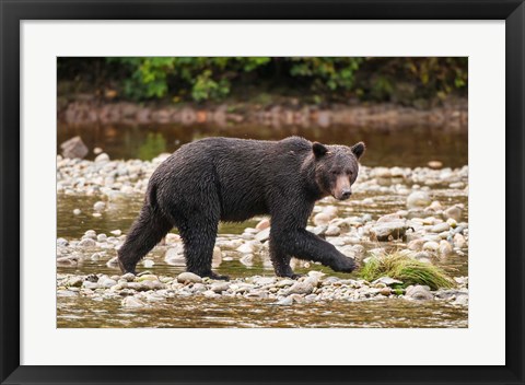 Framed Grizzly bear fishing for salmon in Great Bear Rainforest, Canada Print