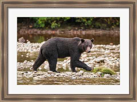 Framed Grizzly bear fishing for salmon in Great Bear Rainforest, Canada Print