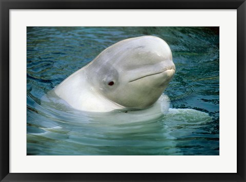 Framed Beluga Whale, Beluga whale, Vancouver Aquarium Print