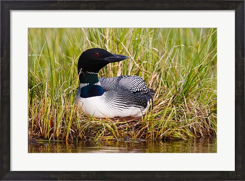 Framed British Columbia, Common Loon bird Print