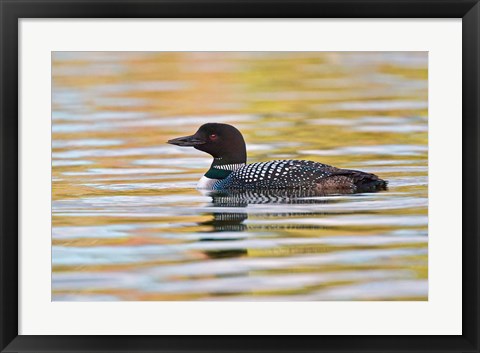 Framed British Columbia, Common Loon bird on lake at sunrise Print