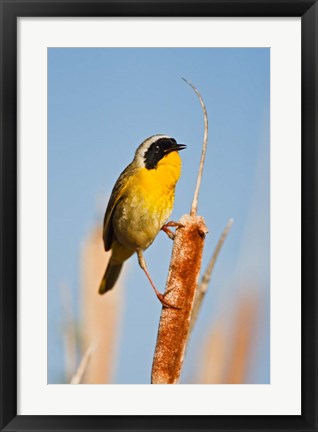 Framed British Columbia, Common Yellowthroat breeding territory Print