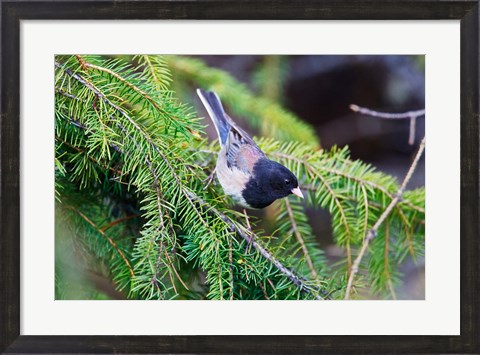 Framed British Columbia, Dark-eyed Junco bird in a conifer Print