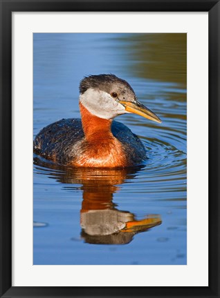 Framed British Columbia, Red-necked Grebe bird in lake Print