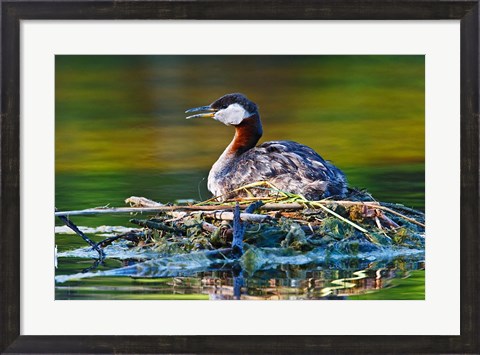 Framed British Columbia, Red-necked Grebe bird on nest Print