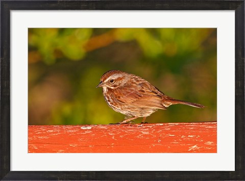 Framed British Columbia, Song Sparrow bird, bridge raining Print