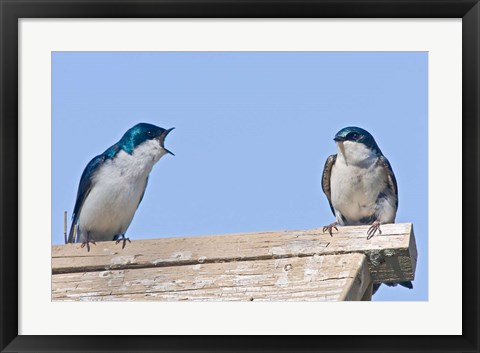 Framed British Columbia, Tree Swallows perched on bird house Print