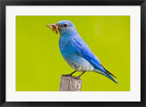 Framed Mountain Bluebird with caterpillars near Kamloops, British Columbia, Canada Print