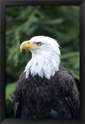 Framed Bald eagle, British Columbia, Canada Print