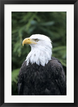 Framed Bald eagle, British Columbia, Canada Print