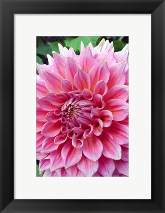 Framed Dahlia flower, Butchart Gardens, British Columbia Print