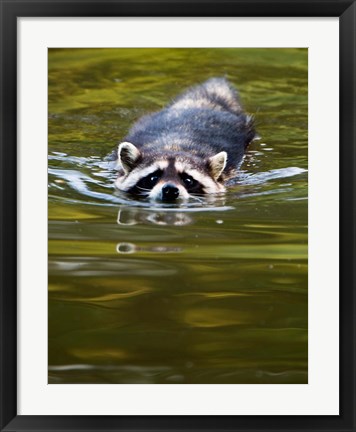 Framed Common Raccoon, Stanley Park, British Columbia Print