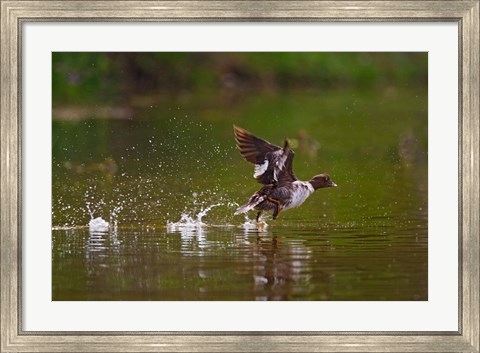 Framed British Columbia, Common Goldeneye bird Print