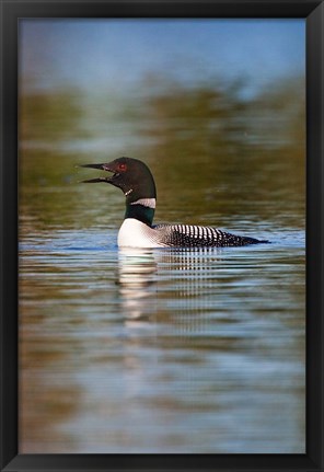 Framed British Columbia, Common Loon bird on lake Print