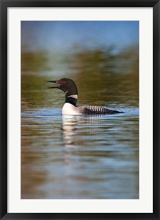 Framed British Columbia, Common Loon bird on lake Print