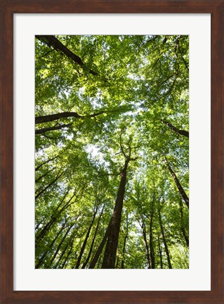 Framed Woods, Shenandoah National Park Print