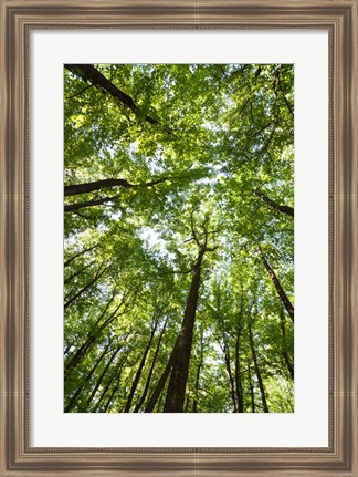 Framed Woods, Shenandoah National Park Print