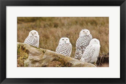 Framed Flock of Snowy Owl, Boundary Bay, British Columbia, Canada Print