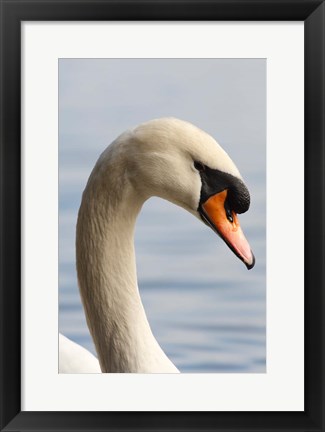 Framed British Columbia, Vancouver, Mute Swan bird Print