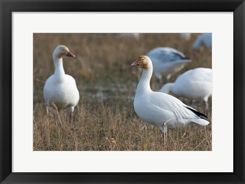 Framed British Columbia, Westham Island, Snow Goose bird Print