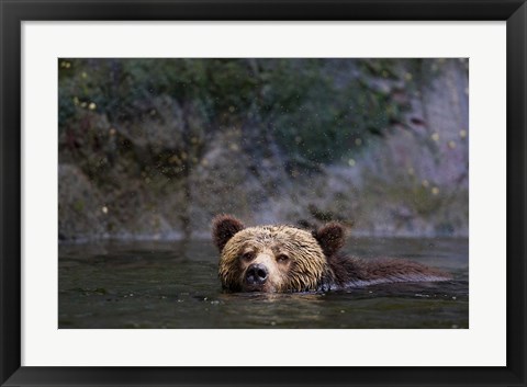 Framed Canada, British Columbia Grizzly bear swimming Print