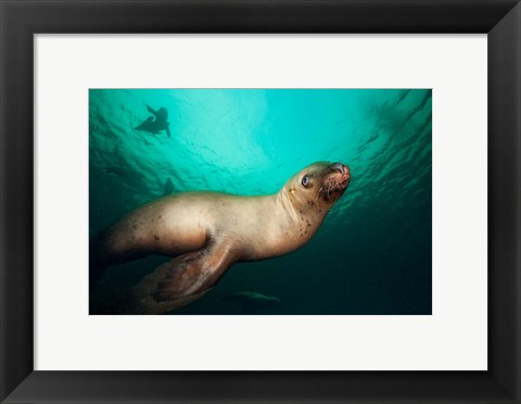 Framed British Columbia, Hornby Island, Steller&#39;s Sea Lions Print