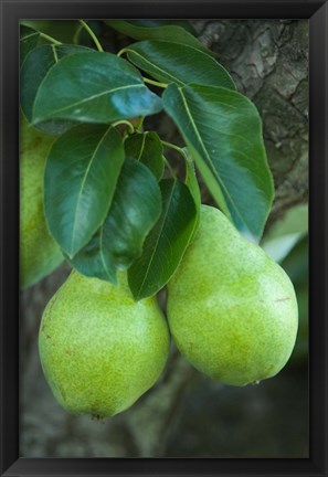 Framed Bartlett Pear, Okanagan Valley, British Columbia, Canada, Na Print